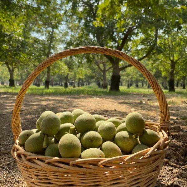 English walnut (green skin, milk) 3 English walnut (green skin, milk) on the organic farm 3