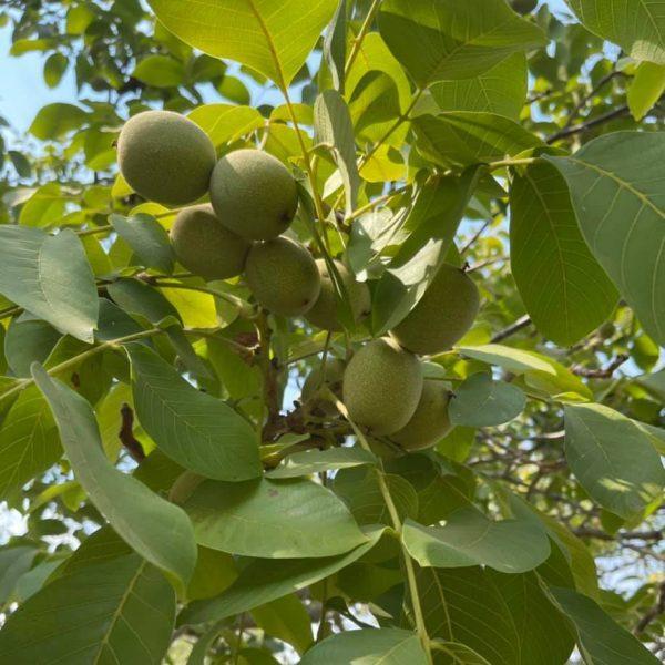 English walnut (green skin, milk) 2 English walnut (green skin, milk) on the organic farm 2
