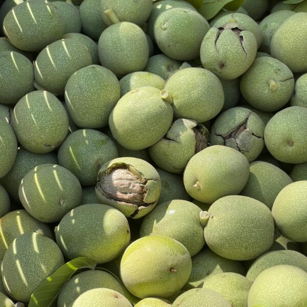English walnut (green skin, milk) 4 English walnut (green skin, milk) on the organic farm 4