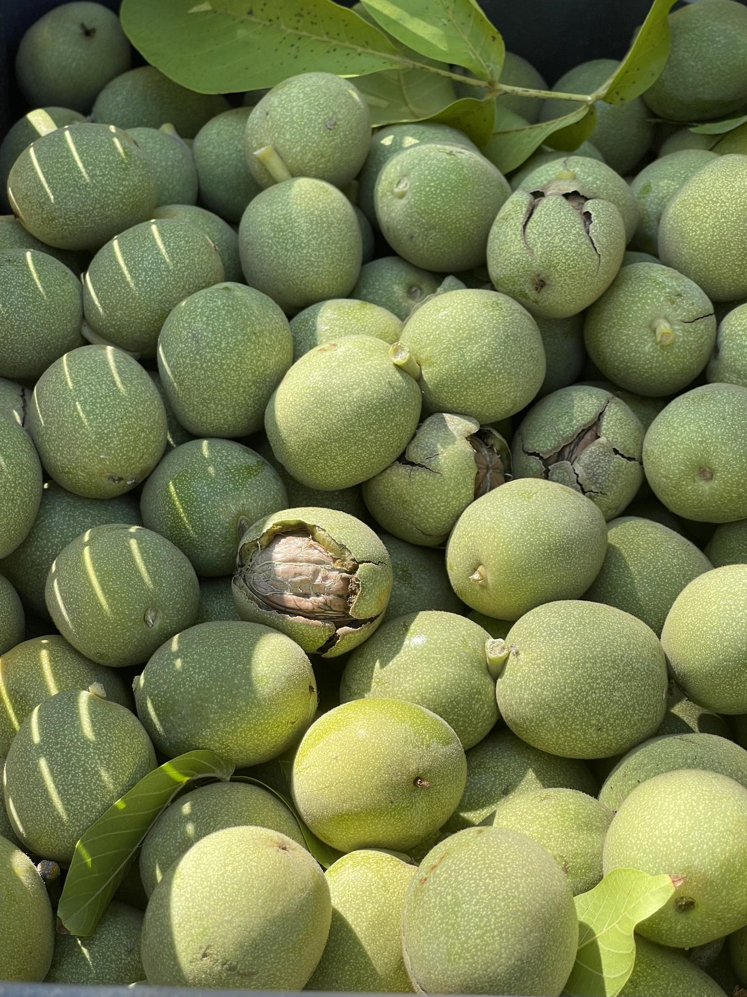 English walnut (green skin, milk) 5 English walnut (green skin, milk) on the organic farm 5
