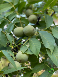 So what can surprise us with young, milky, green walnuts? So what can surprise us with young, milky, green walnuts?