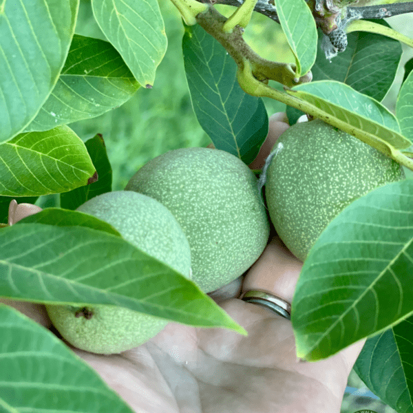 Organic English walnut (green skin, milk) 4 Organic English walnut (green skin, milk) on the organic farm 4