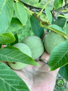 So what can surprise us with young, milky, green walnuts? So what can surprise us with young, milky, green walnuts?