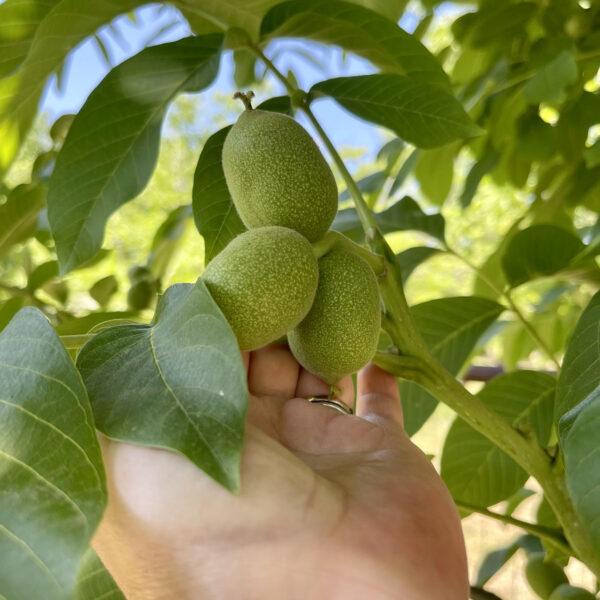 Baby green walnuts. 2025 Seasonal Harvest 3 Baby green walnuts. 2025 Seasonal Harvest on the organic farm 3