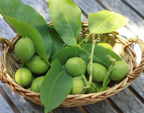 Baby green walnuts. 2025 Seasonal Harvest 5 Baby green walnuts. 2025 Seasonal Harvest on the organic farm 5