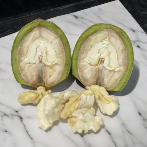 Organic English walnut (green skin, milk) Organic English walnut (green skin, milk) on the organic farm